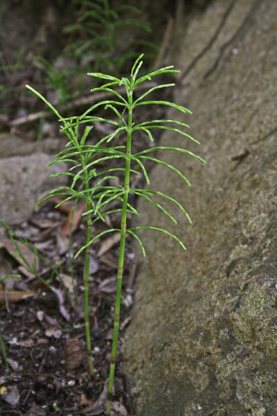 Equisetum arvense, Coda di cavallo, Equiseto dei campi, Coa 'e gaddu, Coda cabaddina, Erva 'e chentu nodos