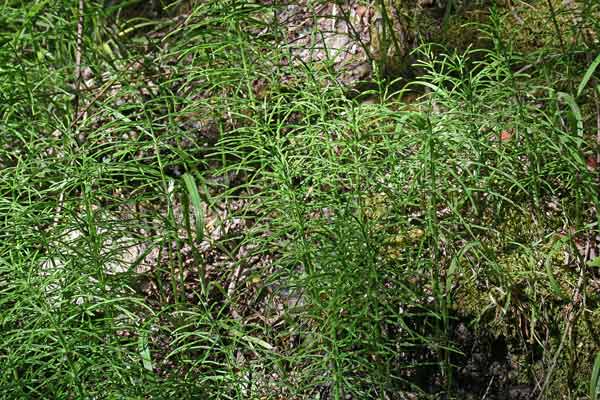 Equisetum arvense, Coda di cavallo, Equiseto dei campi, Coa 'e gaddu, Coda cabaddina, Erva 'e chentu nodos