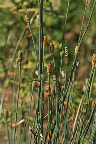 Equisetum ramosissimum, Equiseto ramosissimo, Coa 'e gaddu, Coda cabaddina