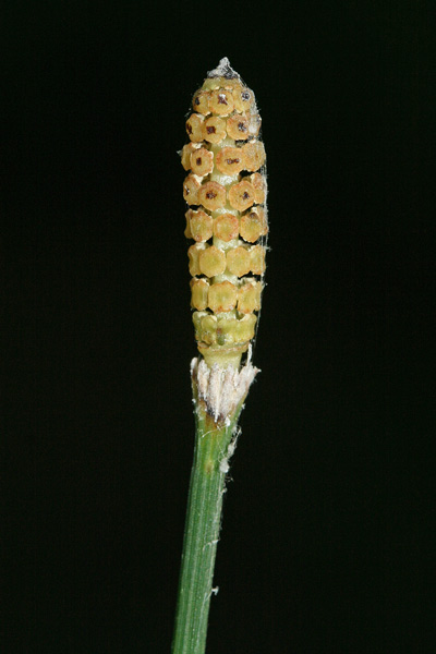 Equisetum ramosissimum, Equiseto ramosissimo, Coa 'e gaddu, Coda cabaddina