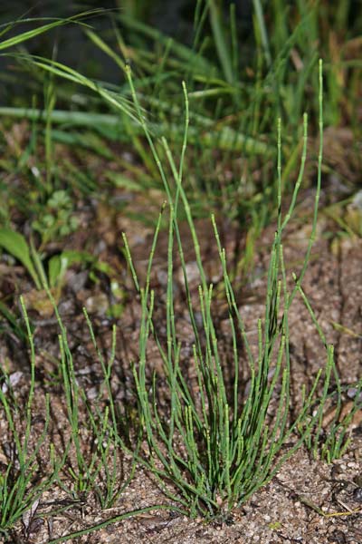 Equisetum ramosissimum, Equiseto ramosissimo, Coa 'e gaddu, Coda cabaddina