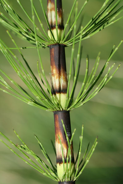 Equisetum telmateia, Coda di cavallo maggiore, Equiseto maggiore, Equiseto massimo, Coa de cuaddu, Coa e caddu, Sinzurru mascu