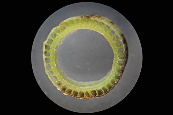 Equisetum telmateia, Coda di cavallo maggiore, Equiseto maggiore, Equiseto massimo, Coa de cuaddu, Coa e caddu, Sinzurru mascu