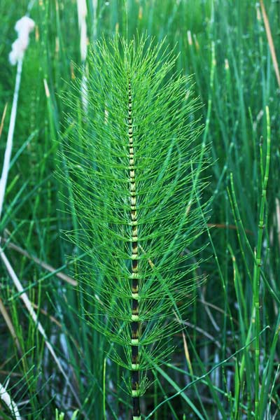 Equisetum telmateia, Coda di cavallo maggiore, Equiseto maggiore, Equiseto massimo, Coa de cuaddu, Coa e caddu, Sinzurru mascu