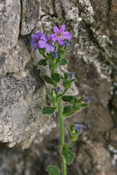 Erinus alpinus