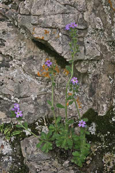 Erinus alpinus