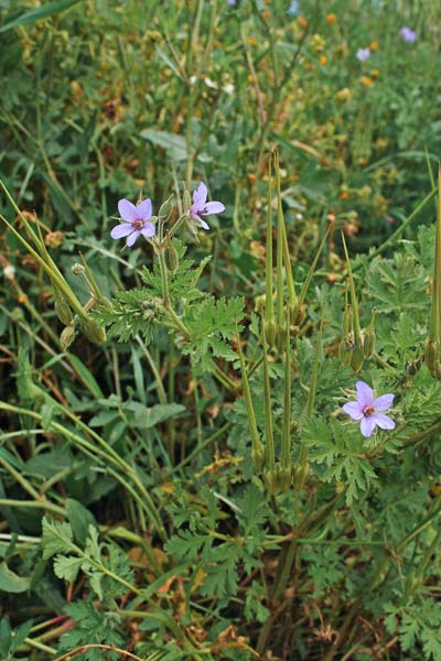 Erodium ciconium, Becco di gru maggiore, Agullas de S. Maria, Erba de agullas, Frocchitteddas