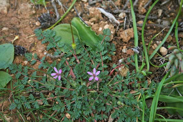 Erodium cicutarium, Becco di gru comune, Cicutaria, Erba de puntzas