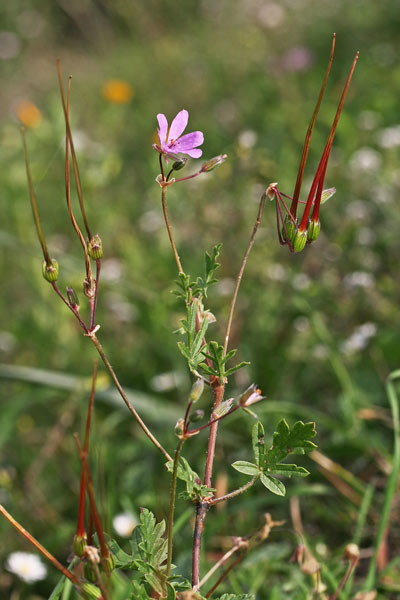 Erodium laciniatum, Becco di gru laciniato, Erba de agullas, Frocchitteddas