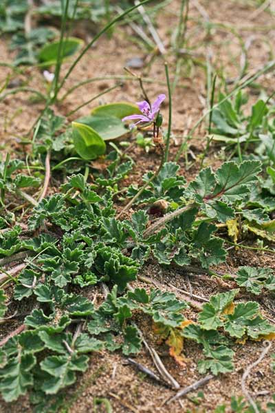 Erodium laciniatum, Becco di gru laciniato, Erba de agullas, Frocchitteddas