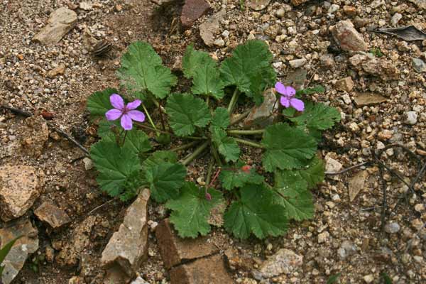 Erodium malacoides, Becco di gru malvaceo, Alba di fulchetta, Agullas de S. Maria, Arrellogius, Frocchitteddas