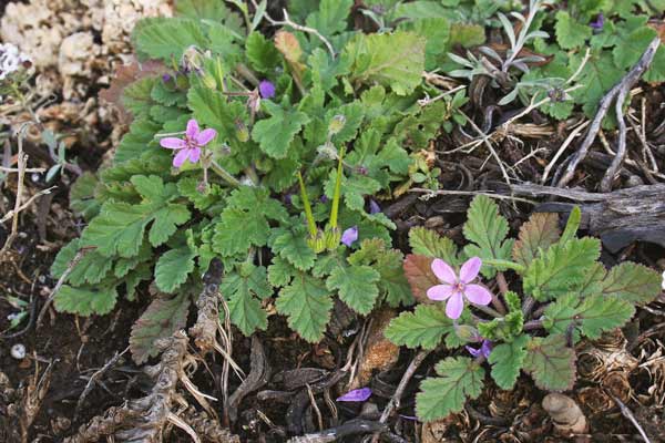 Erodium malacoides, Becco di gru malvaceo, Alba di fulchetta, Agullas de S. Maria, Arrellogius, Frocchitteddas