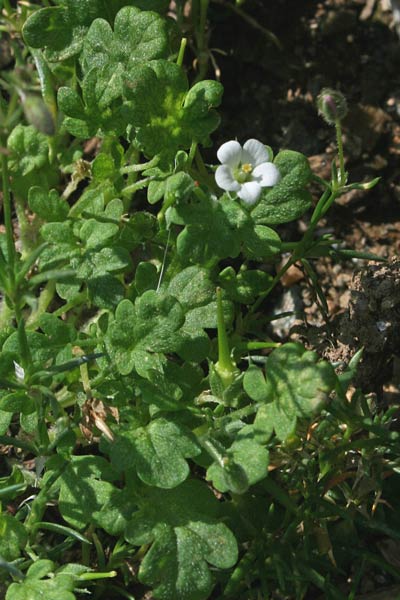 Erodium maritimum, Becco di gru marittimo, Erba de agullas