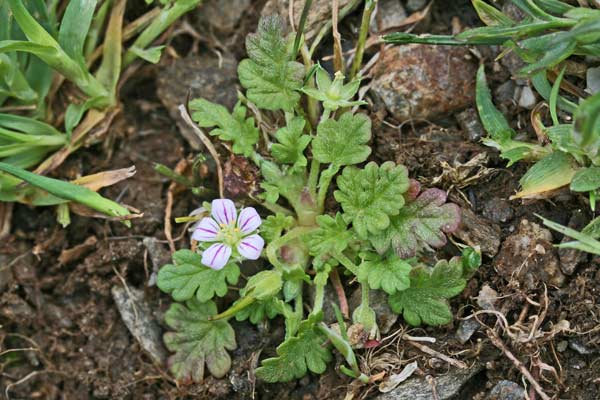 Erodium maritimum, Becco di gru marittimo, Erba de agullas