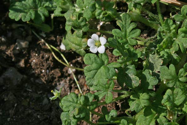 Erodium maritimum, Becco di gru marittimo, Erba de agullas