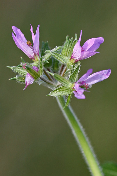 Erodium moschatum, Becco di gru aromatico, Erba moscata, Geranio muschiato, Erba de agullas muscada