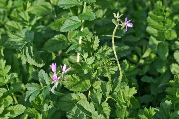 Erodium moschatum, Becco di gru aromatico, Erba moscata, Geranio muschiato, Erba de agullas muscada