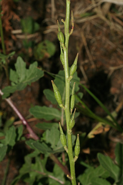 Eruca vesicaria, Ruca, Ruchetta, Rucola, Arrucas, Arrucas pudescias, Grozitta, Rucca