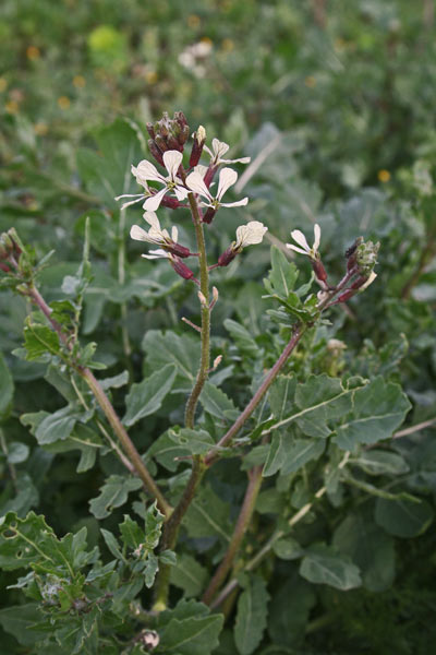 Eruca vesicaria, Ruca, Ruchetta, Rucola, Arrucas, Arrucas pudescias, Grozitta, Rucca