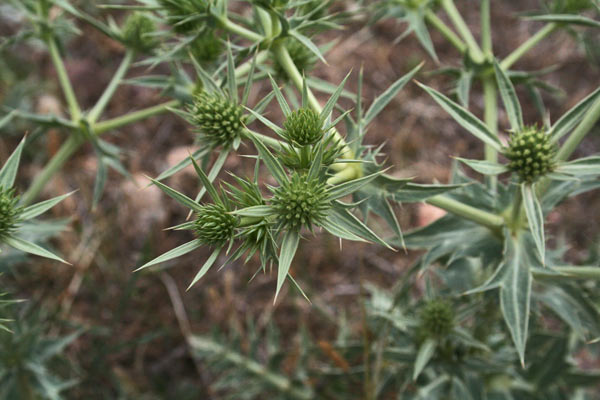 Eryngium campestre, Calcatreppola campestre, Arrodedda, Bardu mazone, Cadattu, Cardu tingiosu, Cima de pastori, Spinarba