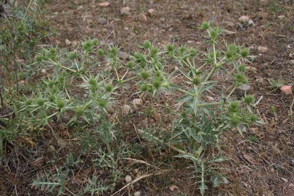 Eryngium campestre, Calcatreppola campestre, Arrodedda, Bardu mazone, Cadattu, Cardu tingiosu, Cima de pastori, Spinarba