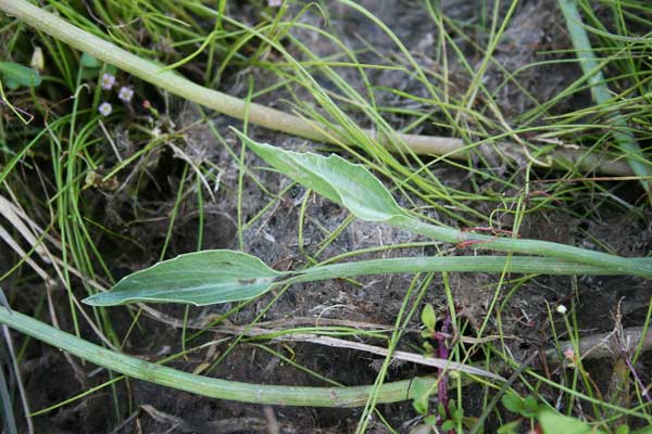Eryngium corniculatum, Calcatreppola cornuta, Corra de screu