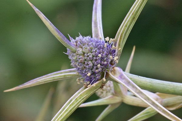 Eryngium corniculatum, Calcatreppola cornuta, Corra de screu