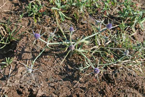 Eryngium corniculatum, Calcatreppola cornuta, Corra de screu