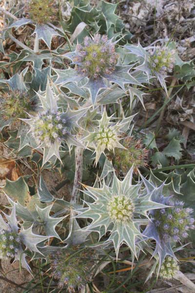 Eryngium maritimum, Calcatreppola marina, Cadattu, Spina de corra