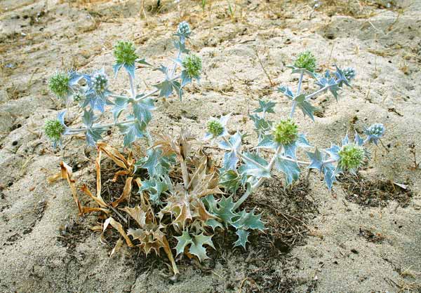 Eryngium maritimum, Calcatreppola marina, Cadattu, Spina de corra