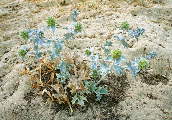 Eryngium maritimum, Calcatreppola marina, Cadattu, Spina'e corra