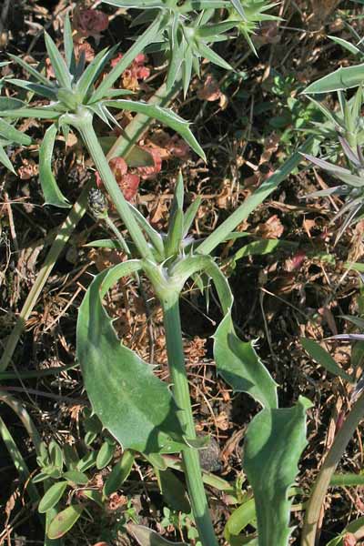 Eryngium pusillum, Calcatreppola di Barrelier, Corra de screu