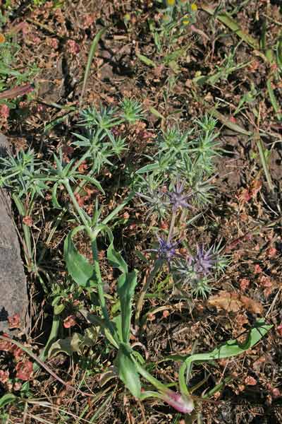 Eryngium pusillum, Calcatreppola di Barrelier, Corra de screu