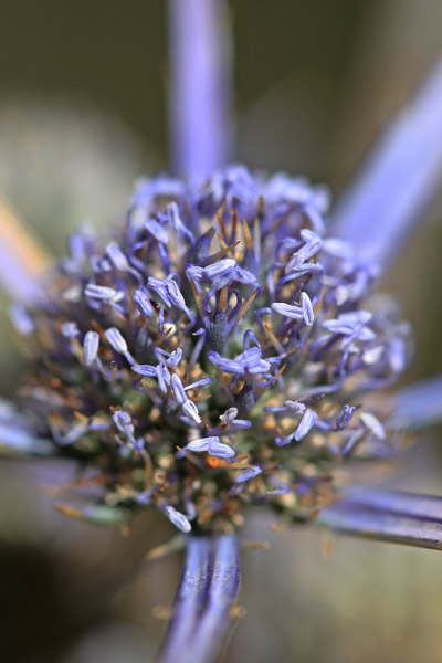 Eryngium tricuspidatum, Calcatreppola tricuspidata, Erba de su mali a pontziu, Erba de su mali a puntzia, Pei de cani, Spin 'e gorra