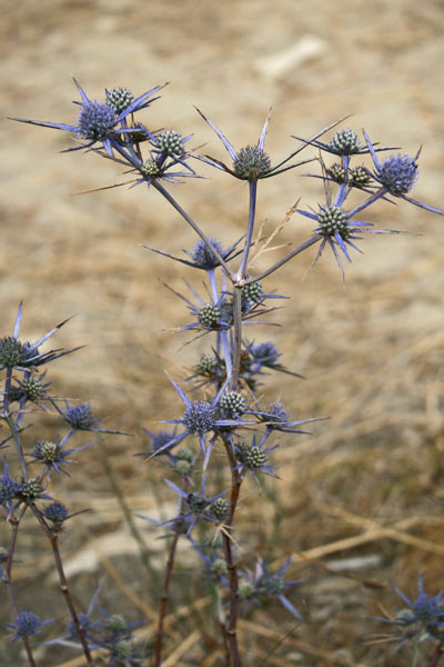 Eryngium tricuspidatum, Calcatreppola tricuspidata, Erba de su mali a pontziu, Erba de su mali a puntzia, Pei de cani, Spin 'e gorra