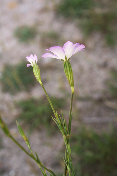 Eudianthe coeli-rosa, Silene celirosa, Gravelledd'e campu, Zaccarredda