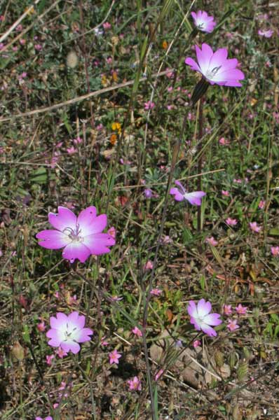 Eudianthe coeli-rosa, Silene celirosa, Gravelledd'e campu, Zaccarredda