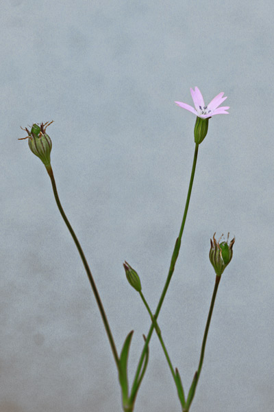 Eudianthe laeta, Silene lieta, Gravelleddus de campu