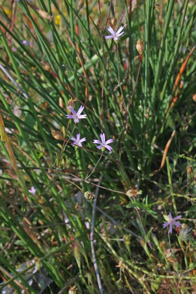 Eudianthe laeta, Silene lieta, Gravelleddus de campu