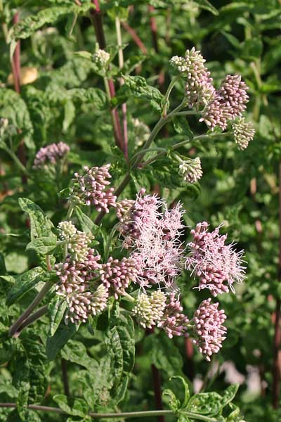 Eupatorium cannabinum, Canapa acquatica, Canab'e acqua, Canapa areste, Canem, Cannau areste