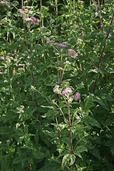 Eupatorium cannabinum, Canapa acquatica, Canab'e acqua, Canapa areste, Canem, Cannau areste