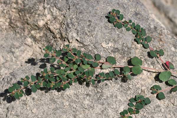 Euphorbia chamaesyce, Erba pondina, Euforbia canescente, Euforbia fico per terra