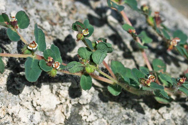 Euphorbia chamaesyce, Erba pondina, Euforbia canescente, Euforbia fico per terra