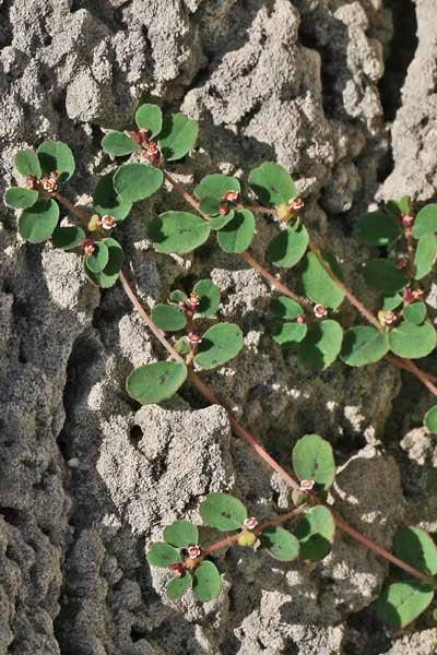 Euphorbia chamaesyce, Erba pondina, Euforbia canescente, Euforbia fico per terra