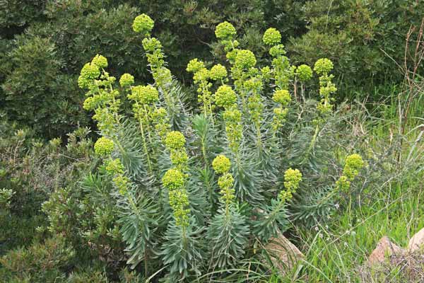 Euphorbia characias, Euforbia cespugliosa, Lua, Luedda, Lattorigu masciu