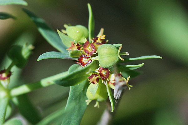 Euphorbia exigua, Euforbia sottile