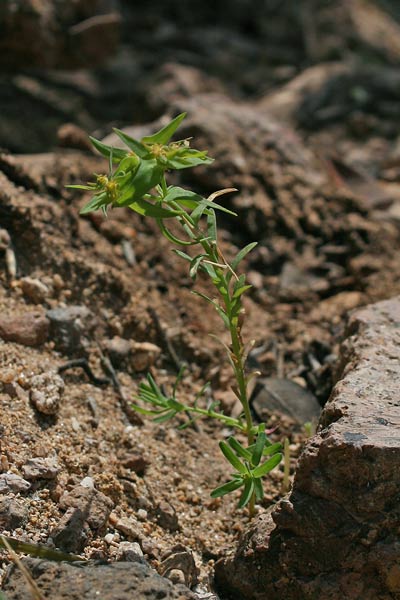 Euphorbia exigua, Euforbia sottile