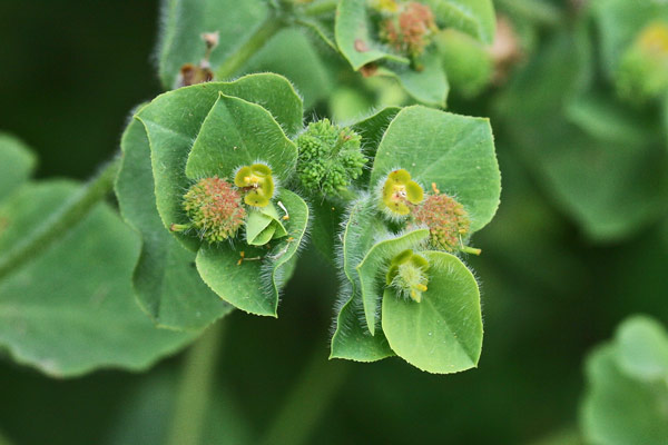 Euphorbia hirsuta, Euforbia pubescente, Battiuriga, Cacalettu, Lattorigu, Runtzedda