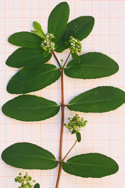 Euphorbia hypericifolia, Euforbia con foglie d'iperico