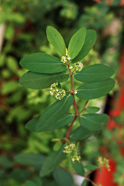 Euphorbia hypericifolia, Euforbia con foglie d'iperico